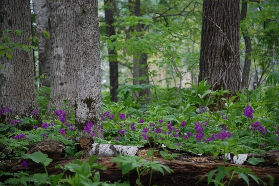 Tokachi Millennium Forest