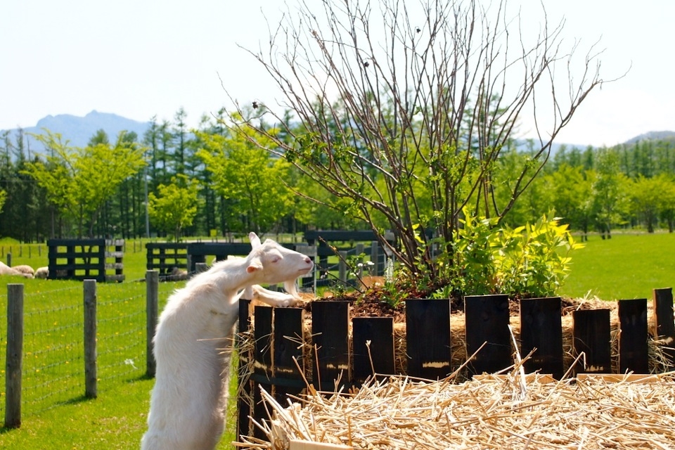 Hokkaido Garden Show 2012