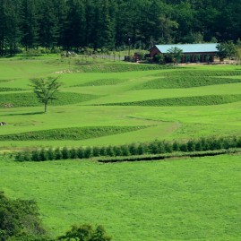 Forêt Millénaire